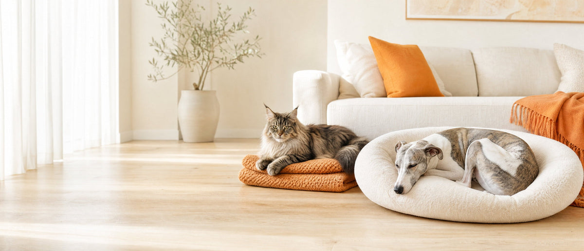 Whippet asleep in a plush cream bed beside a Maine Coon cat on an orange mat, in a bright living room