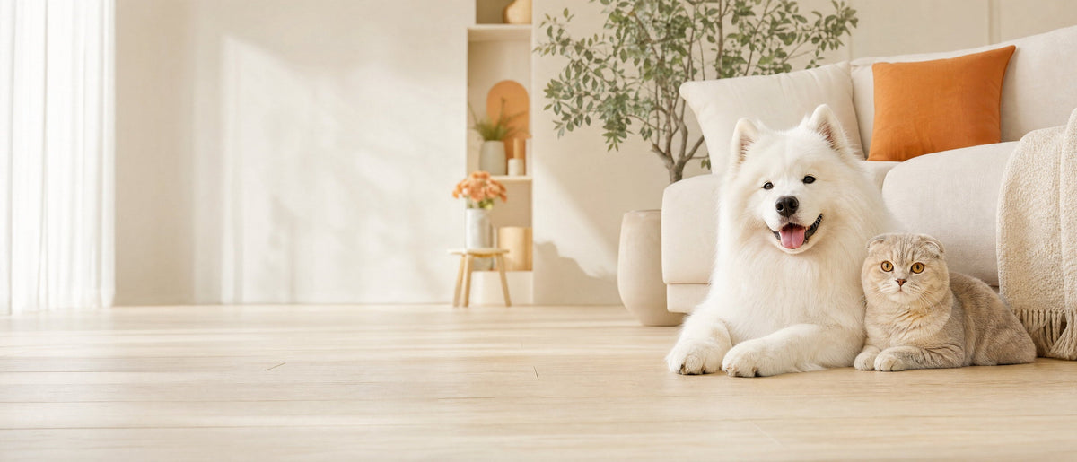 Samoyed lying beside a Scottish Fold cat on a light oak floor in a bright cream living room