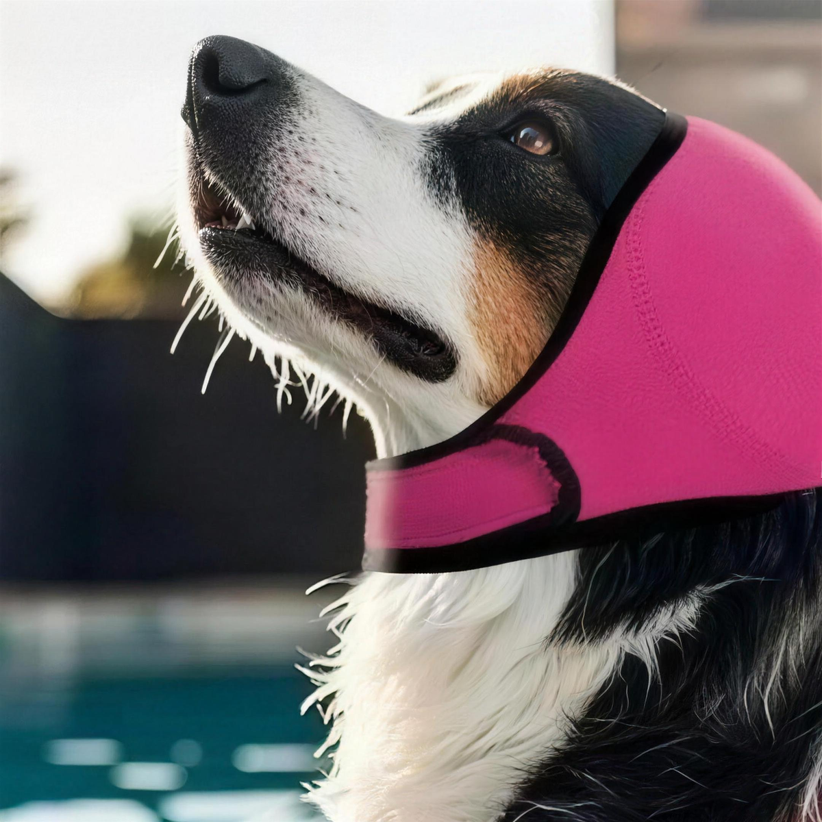 Adjustable Dog Ear Wrap & Head Cover shown in a home setting