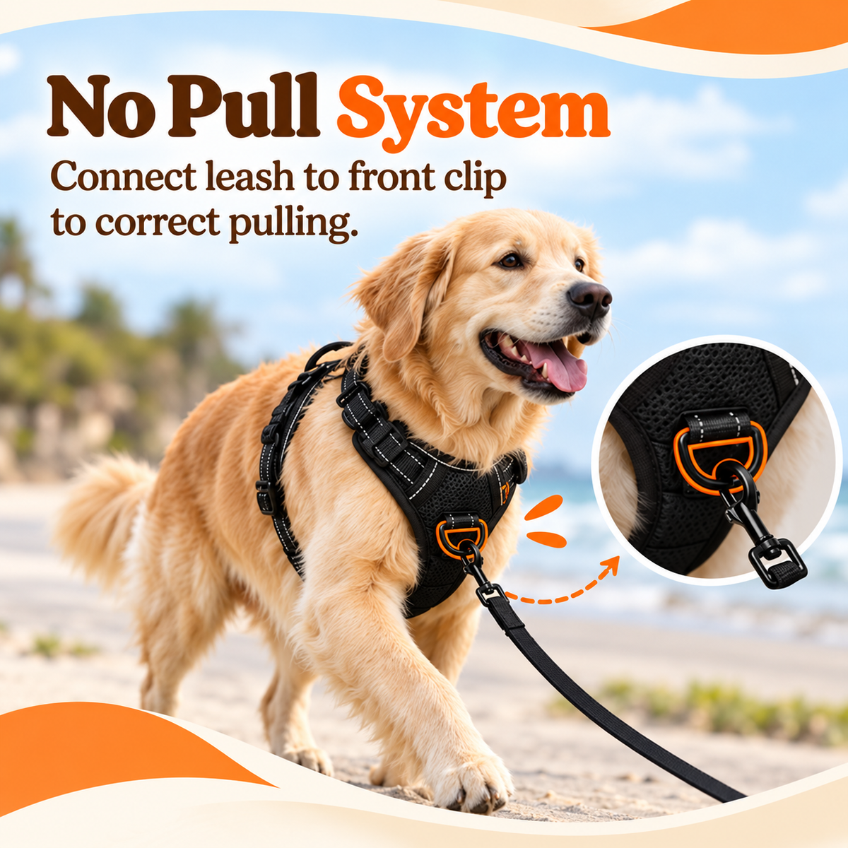 A golden retriever on a beach wearing the harness, with the front leash clip shown