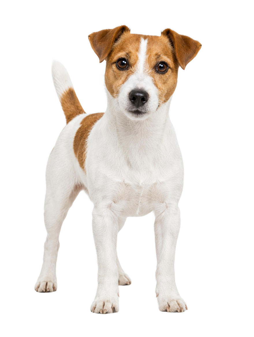 Jack Russell Terrier standing, cut out on a transparent background