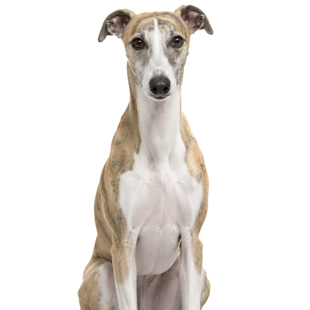 A Whippet sitting, cut out on a transparent background