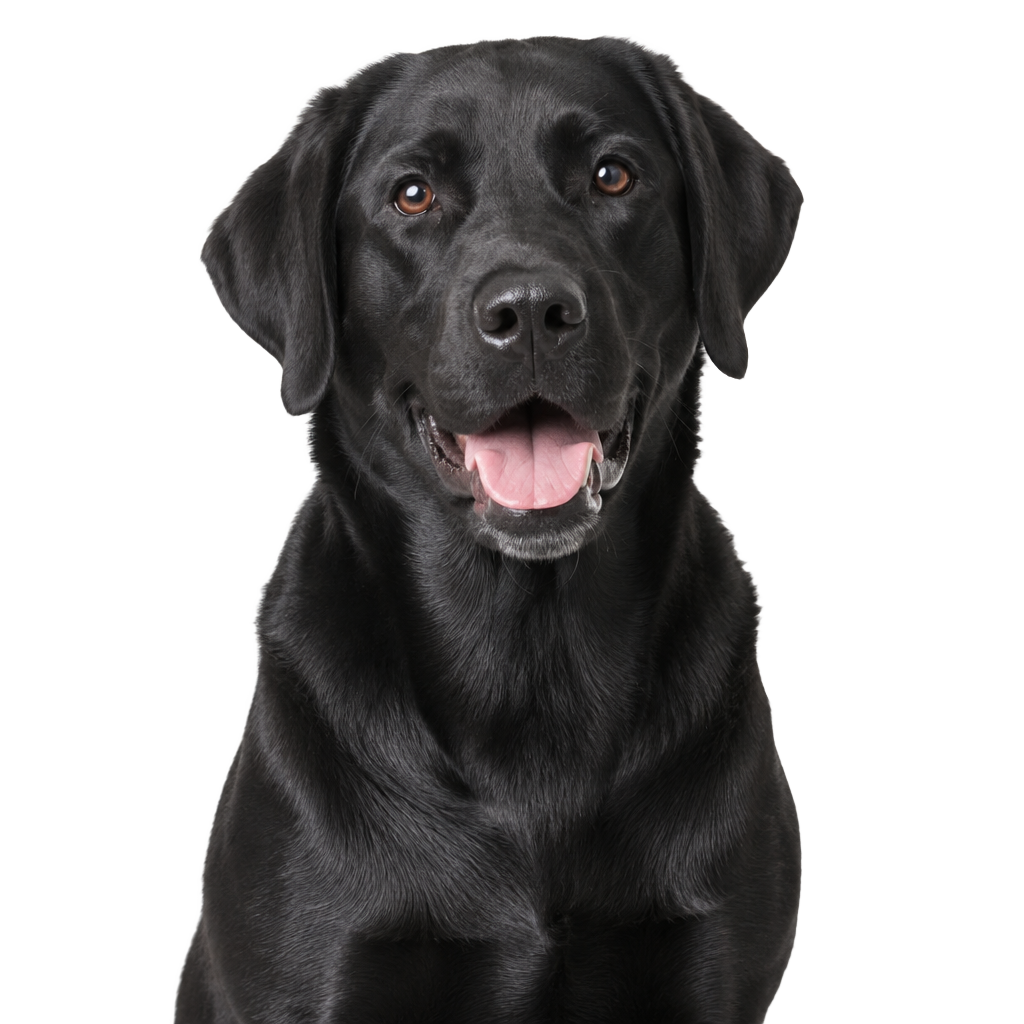 A black Labrador sitting, cut out on a transparent background