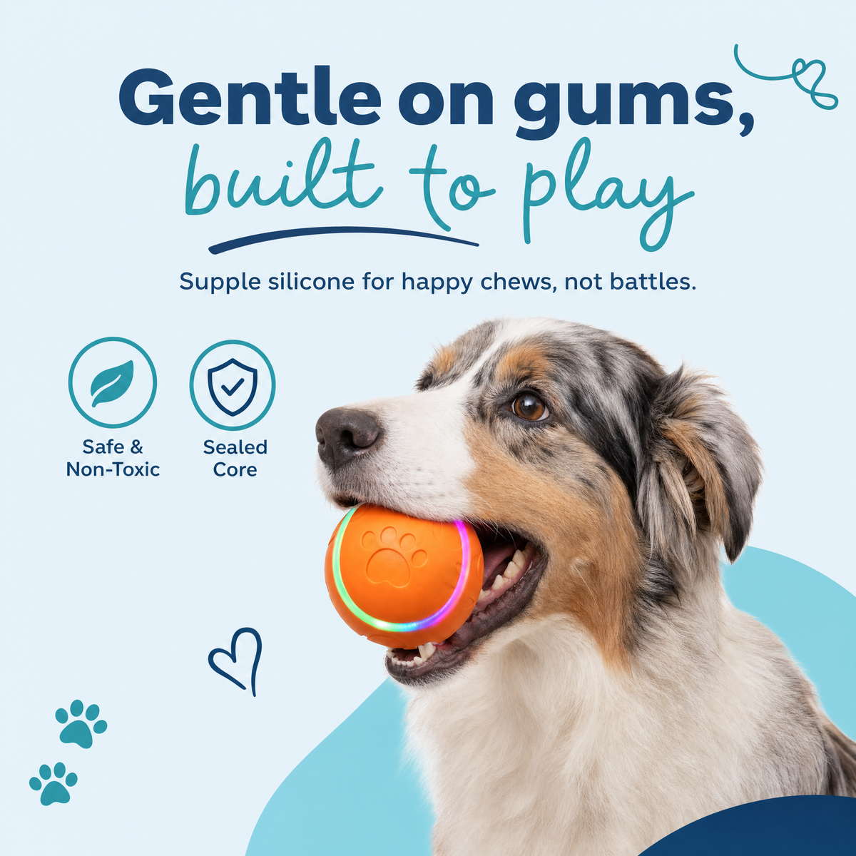 An australian shepherd holding the orange rolling ball in its mouth