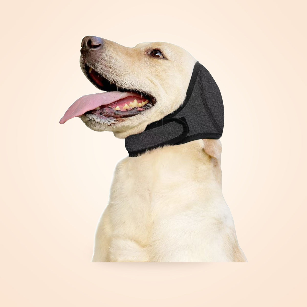 Labrador wearing a black adjustable dog ear wrap and head cover