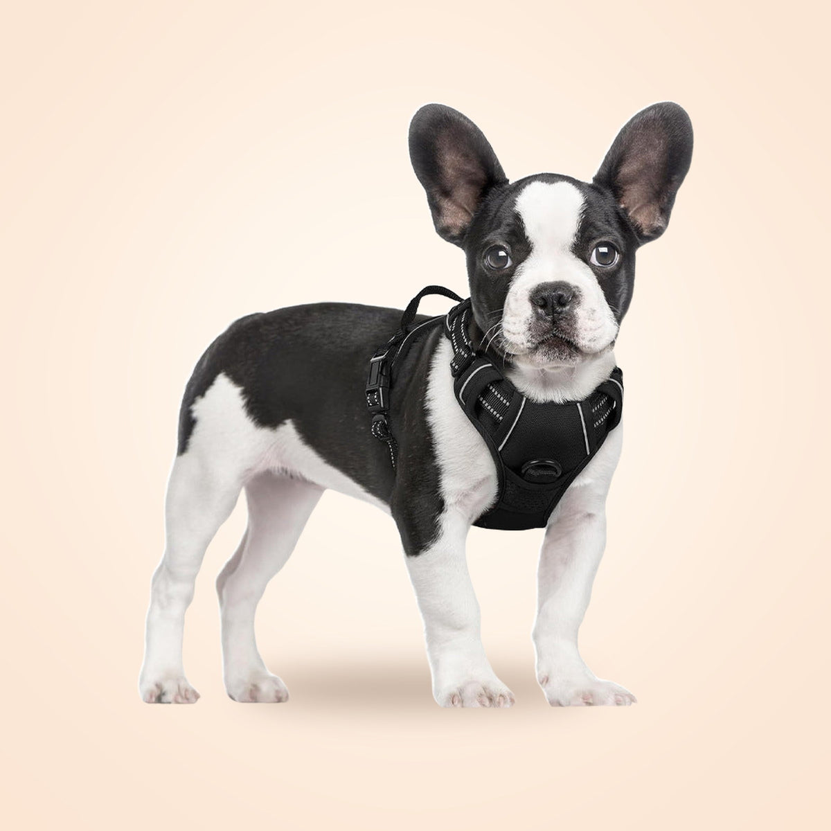 French bulldog wearing a black reflective dog harness vest, on a warm cream background