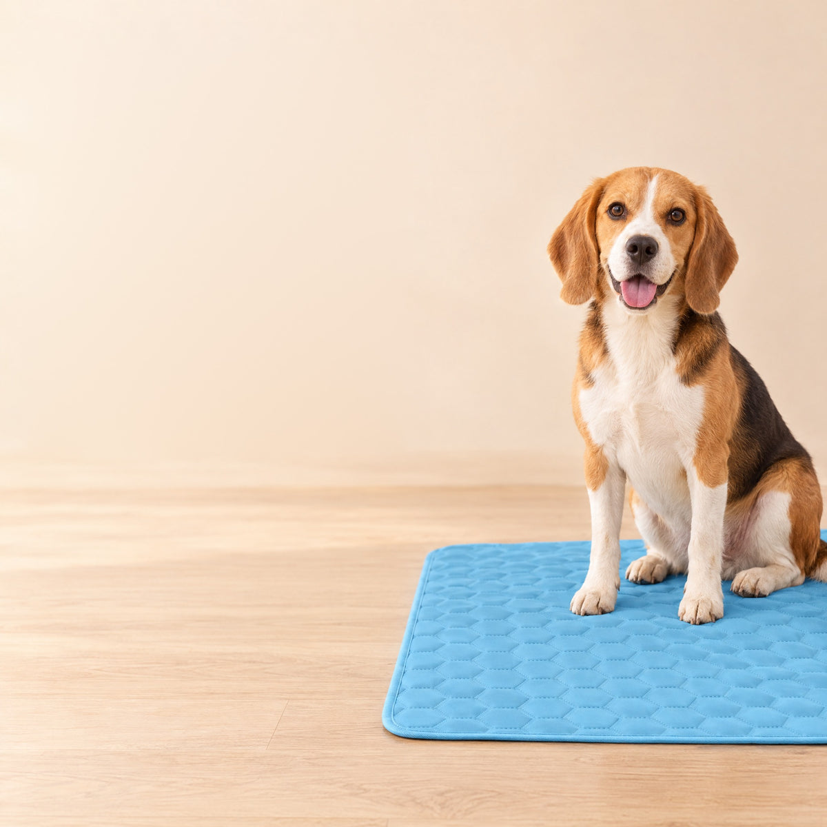 Beagle sitting on the blue honeycomb quilted cooling mat against a plain backdrop