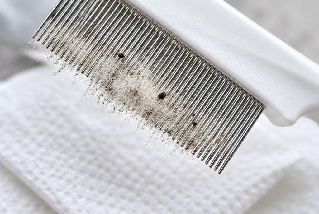 Loose undercoat and fine dark debris caught between the comb's teeth over a paper towel