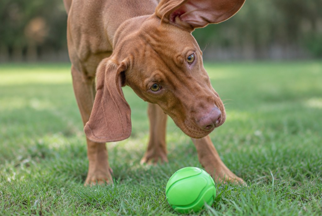 A Vizsla with its head tilted, listening to the ball on the grass
