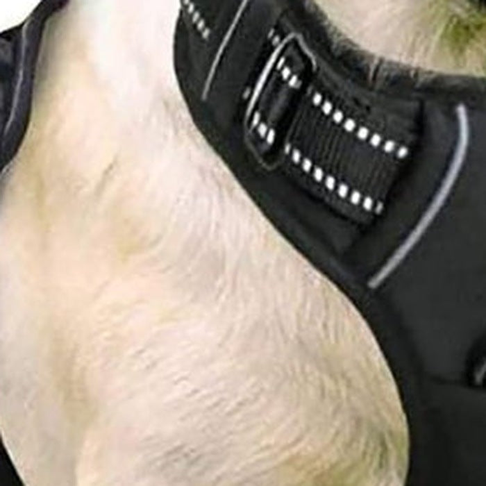 Close-up of the harness padding and top webbing handle
